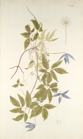 精美绘画草本植物图谱