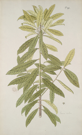 精美绘画草本植物图谱