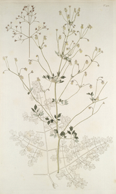 精美绘画草本植物图谱