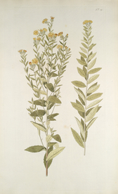 精美绘画草本植物图谱