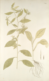 精美绘画草本植物图谱