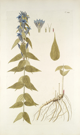 精美绘画草本植物图谱