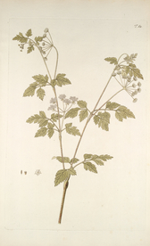 精美绘画草本植物图谱