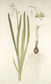 精美绘画草本植物图谱