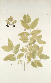 精美绘画草本植物图谱