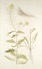 精美绘画草本植物图谱