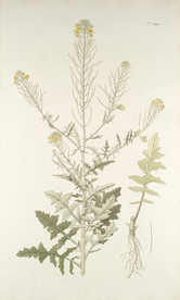 精美绘画草本植物图谱