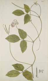 精美绘画草本植物图谱