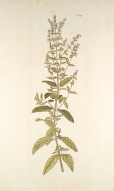 精美绘画草本植物图谱