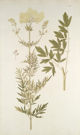 精美绘画草本植物图谱