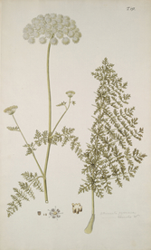 精美绘画草本植物图谱