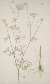 精美绘画草本植物图谱