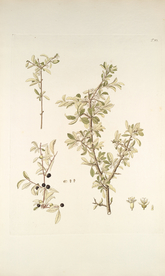 精美绘画草本植物图谱