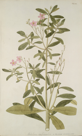 精美绘画草本植物图谱