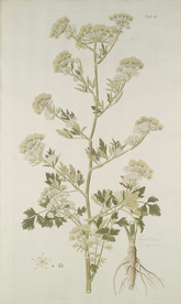 精美绘画草本植物图谱