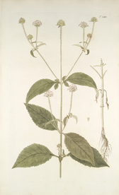 精美绘画草本植物图谱