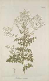 精美绘画草本植物图谱