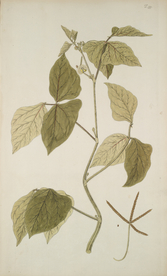 精美绘画草本植物图谱