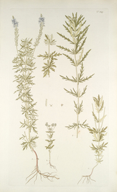 精美绘画草本植物图谱