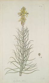 精美绘画草本植物图谱