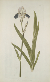 精美绘画草本植物图谱