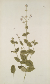 精美绘画草本植物图谱