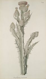 精美绘画草本植物图谱