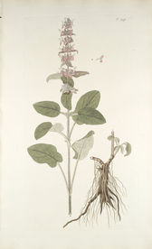 精美绘画草本植物图谱