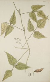 精美绘画草本植物图谱