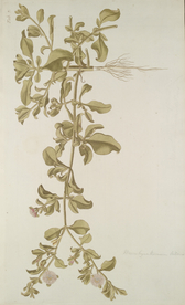 精美绘画草本植物图谱