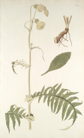 精美绘画草本植物图谱