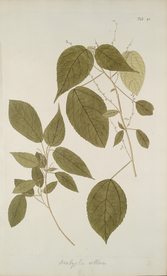 精美绘画草本植物图谱