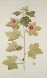 精美绘画草本植物图谱