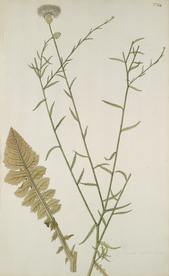 精美绘画草本植物图谱