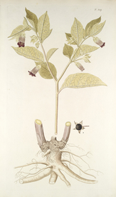 精美绘画草本植物图谱