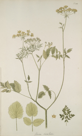 精美绘画草本植物图谱