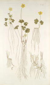 精美绘画草本植物图谱