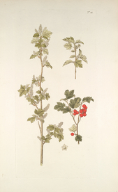 精美绘画草本植物图谱