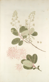 精美绘画草本植物图谱