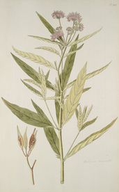 精美绘画草本植物图谱