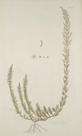 精美绘画草本植物图谱