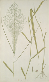 精美绘画草本植物图谱