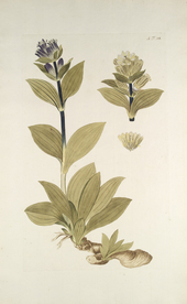 精美绘画草本植物图谱