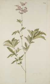 精美绘画草本植物图谱