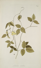 精美绘画草本植物图谱