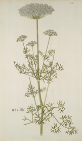 精美绘画草本植物图谱