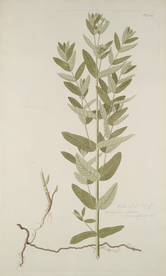 精美绘画草本植物图谱