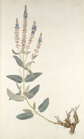 精美绘画草本植物图谱