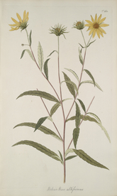 精美绘画草本植物图谱