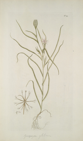 精美绘画草本植物图谱